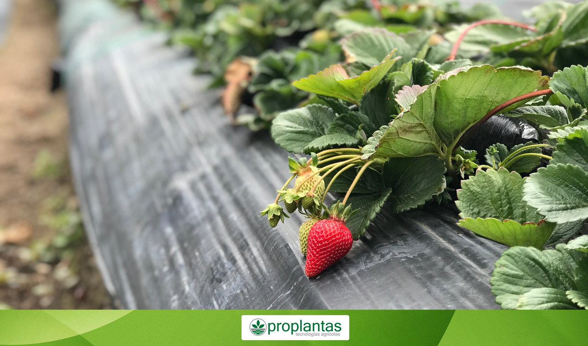 Proplantas tweet media