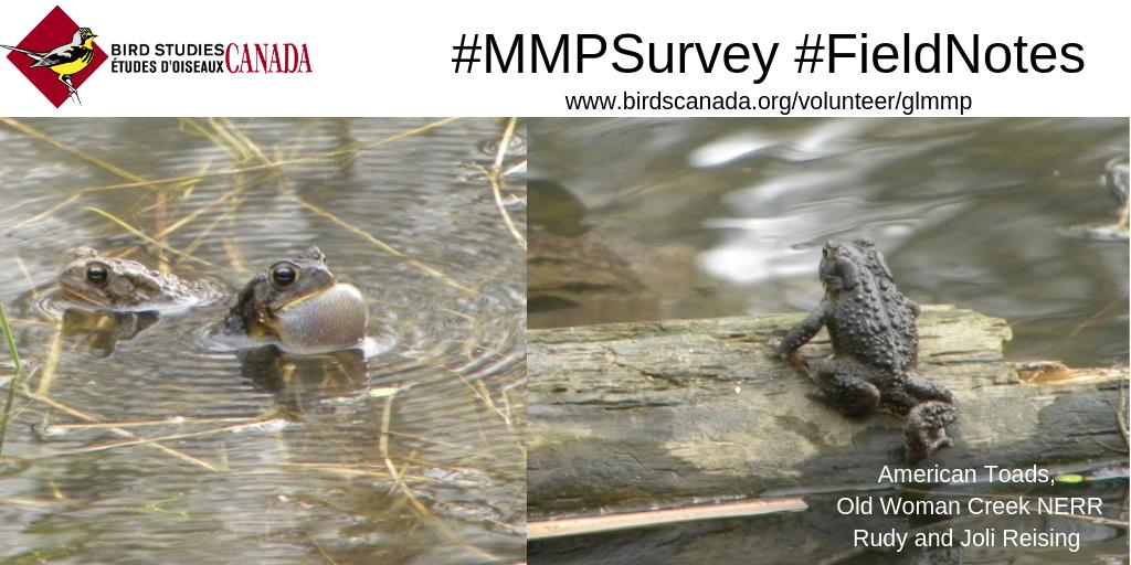 Volunteer4Birds's tweet photo. A #MMPSurvey #FieldNotes from the Reisings: pictures of American Toads from Old Woman Creek. Please send another #MarshMonitoring sticker, we would love to advertise on our vehicle!! Our spring was kind of quiet, cold, and wet let's hope 2020 is better. https://t.co/nofY7QeMtL https://t.co/7TtOgyNLxw