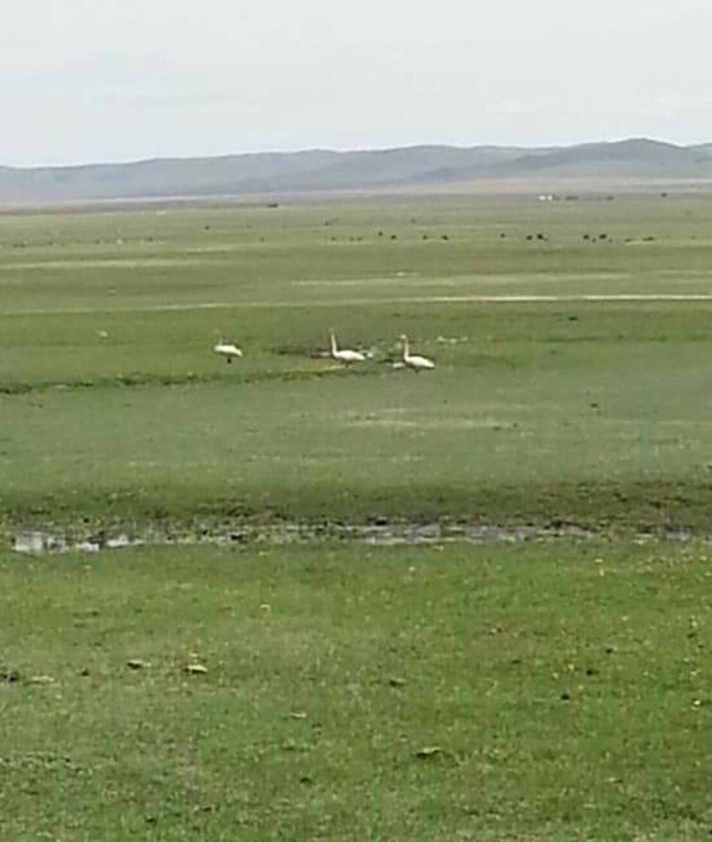 Өглөөний мэнд сэргэлэн болжморууд 
Домгийн шувуу үргээж сайхан наадаарай

Манай наадмын нээлт одоо дуусч байна ккккк
Шөнөжин "шоудлаа"