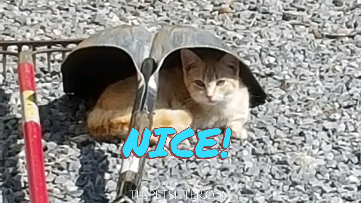 TLCpetsitter's tweet photo. Ahh … finding shade on a hot day 
 #kitten #mesaaz #catsofaz #tempeaz #catloversworld https://t.co/XP2YPkL25e