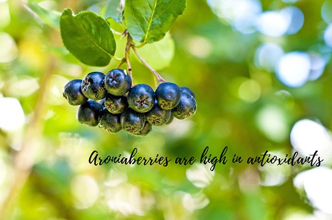 Superberries's tweet photo. Learn why #Superberries #Aroniaberry Products are one of the berry best things you can do for your health. Aronia (chokeberry): Health benefits and nutrition https://t.co/Dsg6BVfhs4 via @mnt https://t.co/G6UOPFP2Th
*
#TopAntioxidant #Chokeberries #Aronia #BenefitsofBerries