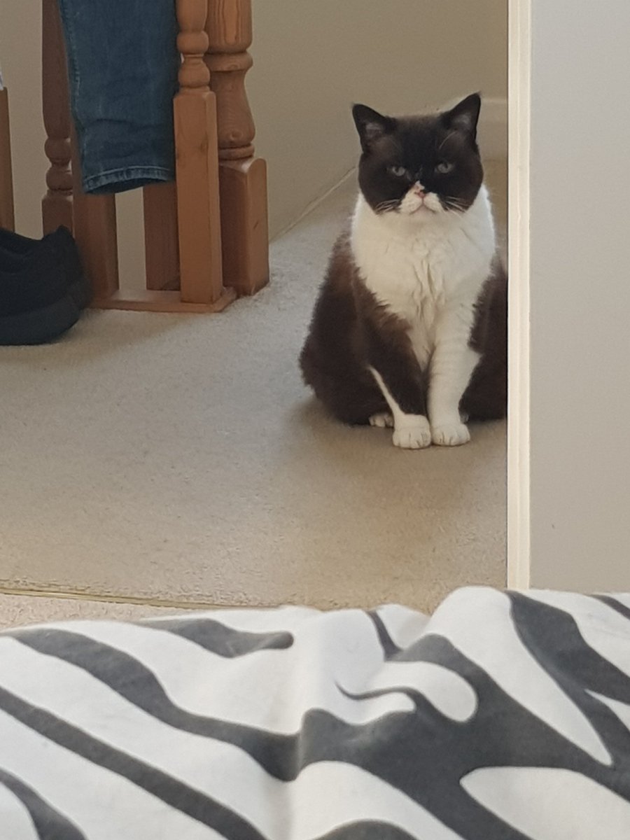 MsSukiCat's tweet photo. I'm watching you human. 

#CatsOfTwitter #CatsOnTwitter #furbaby #wednesday #moody https://t.co/0DUMMTiC62