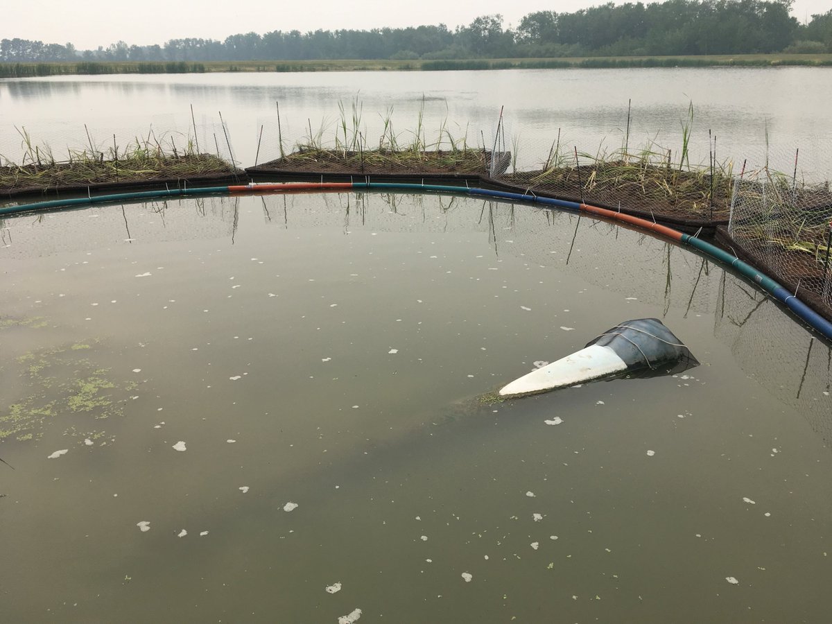 The new Floating Treatment Wetland and Lemna nutrient removal project at the Dunnottar waste water lagoons with my partner in crime Chris Penner at Scatliff Miller Murray! Preventing phosphorus from reaching Lake Winnipeg <a href="/IISD_Water/">IISD Water</a> <a href="/IISD_ELA/">IISD Experimental Lakes Area</a> @MartinEcosystem
