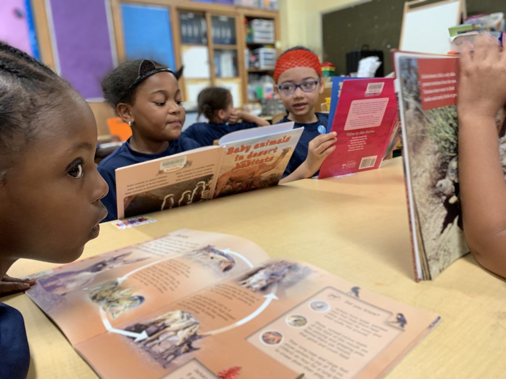 wearedream's tweet image. Did you know it&apos;s #NationalSummerLearningWeek? We&apos;re really excited to be learning about animals!