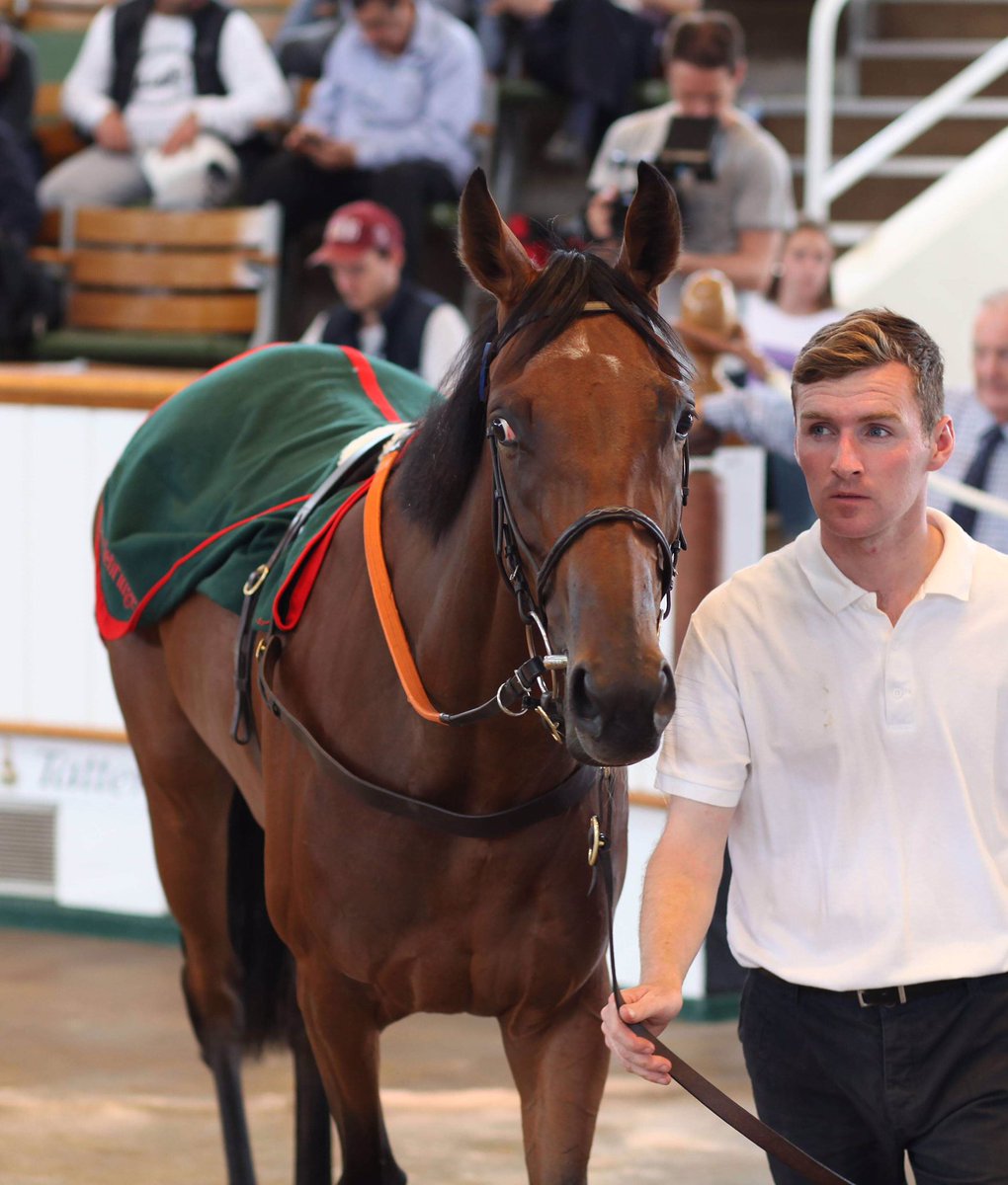 Tattersalls1766's tweet photo. It’s been a fantastic first day 😁

📸 https://t.co/D4kmuoJW2K | #TattsJuly https://t.co/RrpwOYSPl4