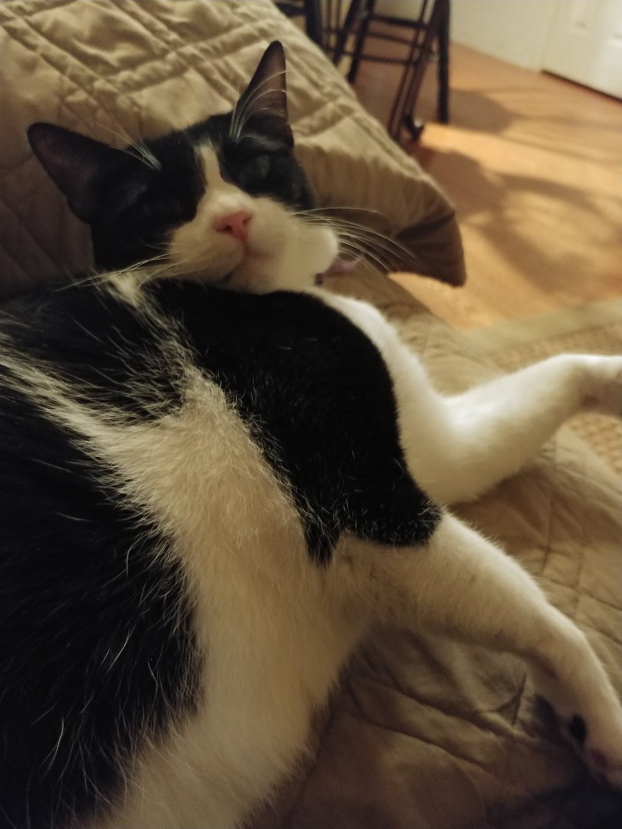 My cat withheld the fact that it is #NationalKittenDay. Accident? I think not!