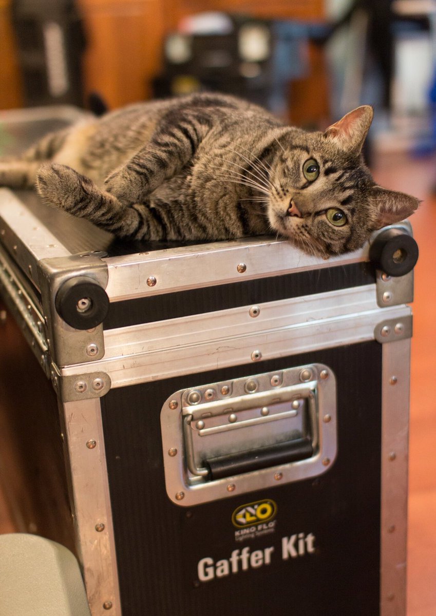 PplWithIssues's tweet image. #nationalkittenday It just came with the Kino. We discovered this on set. #peoplewithissues #filmmaking #setmascot #kittensofinstagram