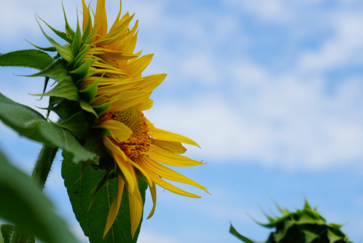 *向日葵*ページ✩.*˚ 向日葵🌻 (@himawarin5ame0) / X