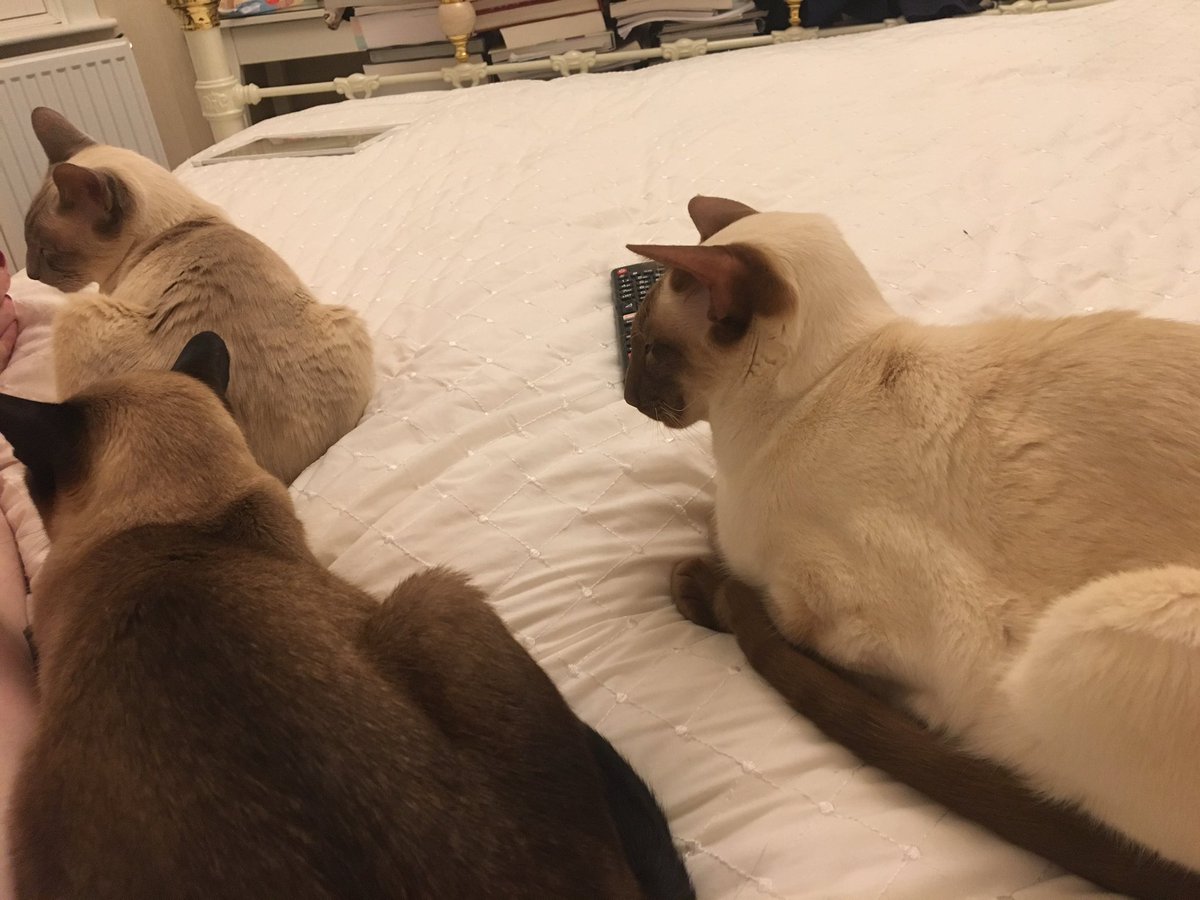 Diablo_Siamese's tweet photo. Why am I perched on a small corner of this #superkingbed #AmICrazy #PersonalSpace #teamdiablo @jolenehunter #catsofinstagram #catsoftwitter https://t.co/e0NJC4rFnt