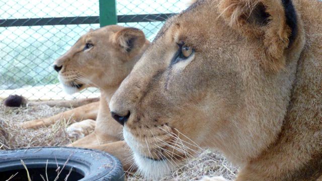 EnlaceMexicoMX's tweet image. #Internacionales miles de #AnimalesSalvajes #decomisados tras #operativo mundial 
Más información: 👇
enlacemexico.tv/internacionale…