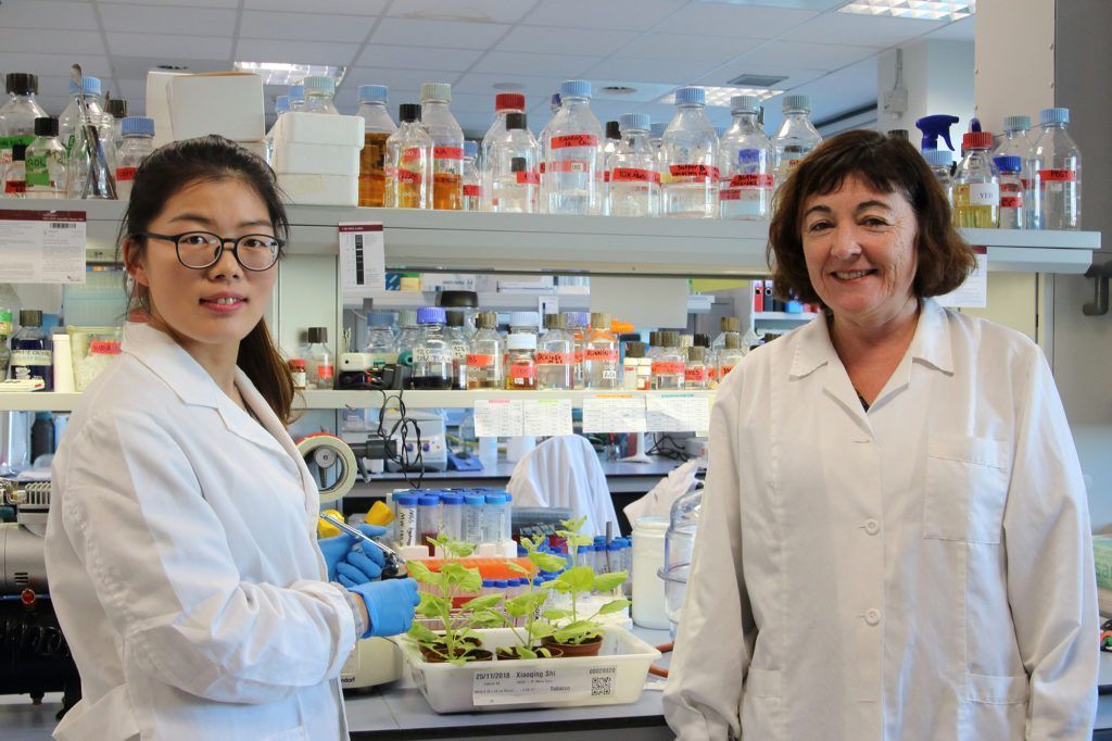 BIOTECH_SI's tweet photo. Investigadores españoles demuestran que las plantas pueden ser biofactorías antifúngicas https://t.co/gSWFeDOVWw https://t.co/V1DyCog7jt