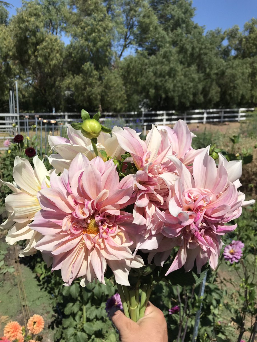 TheStarterFarm's tweet photo. Well hello beautiful. #dalhlias #thestarterfarm #flowerfarmer #garden #farm https://t.co/LhvUA1iiB6