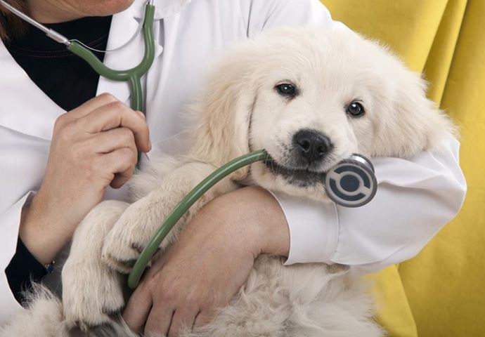 CATERINAV's tweet photo. #21Jul #Efemérides | Día del Médico Veterinario. https://t.co/hjyt6o45Ol