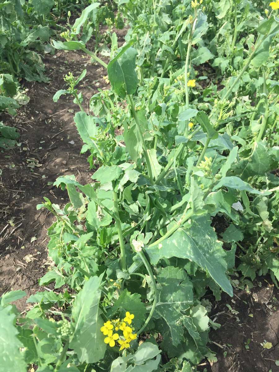 warwick_stone's tweet photo. Some damage around from the ping pong ball size hail on the weekend. Some areas worse than others but early enough to hope for recovery. Worth a fungicide for protection and consider Awaken to recover tattered crops with low head and stem loss @NutrienAgCda https://t.co/bMQT3XFmFB