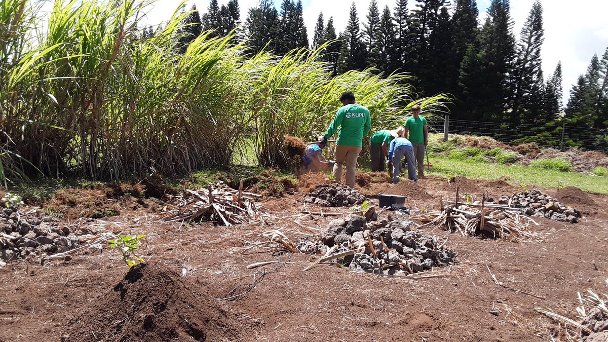 WCLSirabis's tweet image. Always appreciate a helping hand. Assistance from Kupu Hawaii putting valuable effort into maintaining my student research project. Mahalo. #MScstudies #Kohala #Indigenouspractices #Sweetpotato