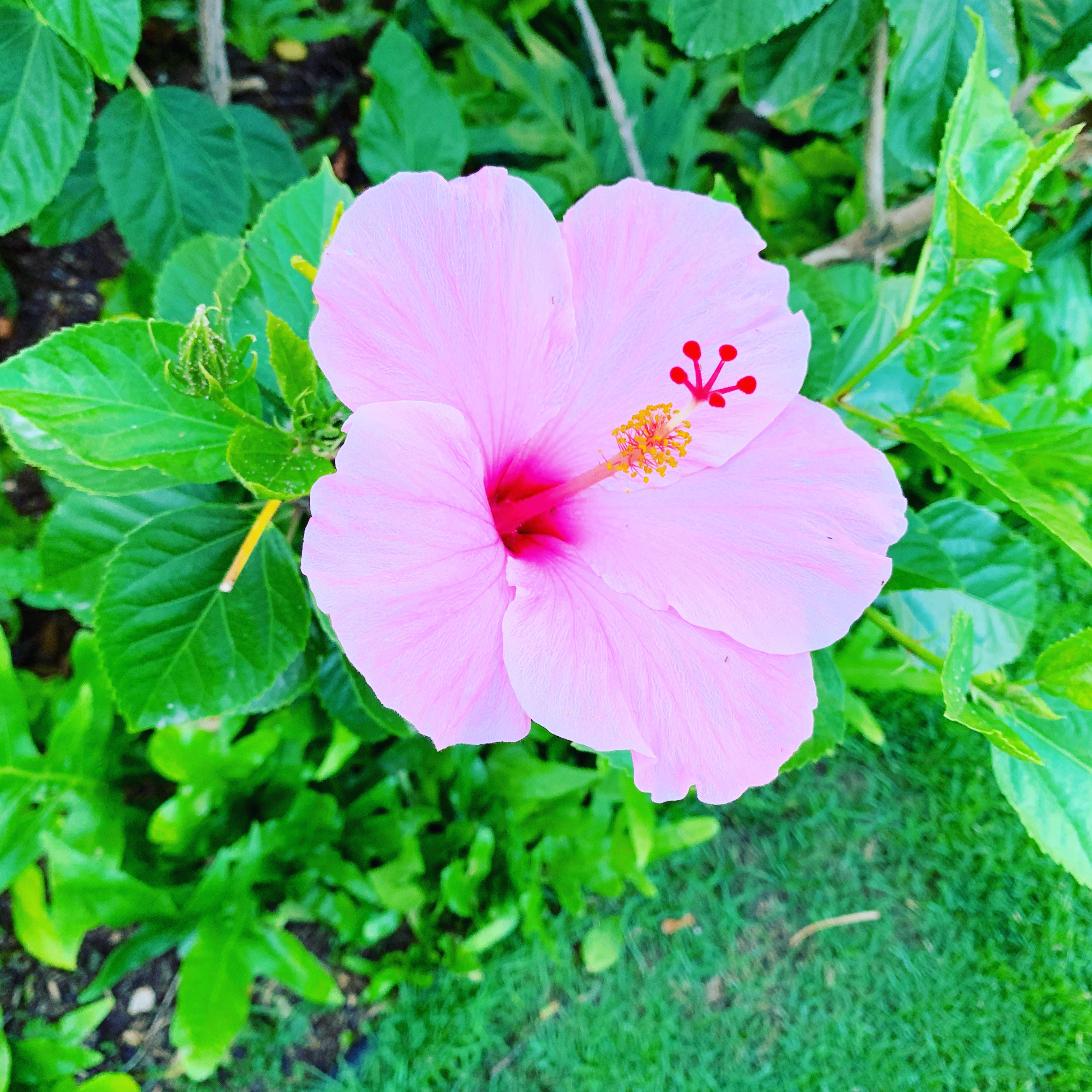 Jtb Great Aloha 10 今日はハワイの花図鑑から南国の花として人気のハイビスカスをお届け 花言葉は 繊細な美 色によって意味が変わります 赤は 勇敢 新しい美 ピンクは 華やか 黄色は 輝き 皆さんは何色がお好きですか オリオリ