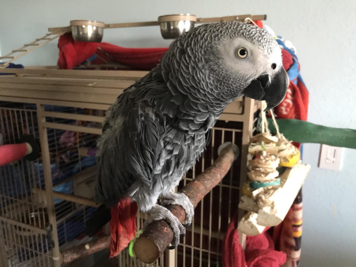 PsittacusDemo's tweet photo. @mayahiga6 Rate my parrot :) https://t.co/0rwHCNwJRf