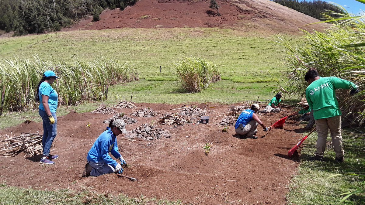 WCLSirabis's tweet image. Always appreciate a helping hand. Assistance from Kupu Hawaii putting valuable effort into maintaining my student research project. Mahalo. #MScstudies #Kohala #Indigenouspractices #Sweetpotato