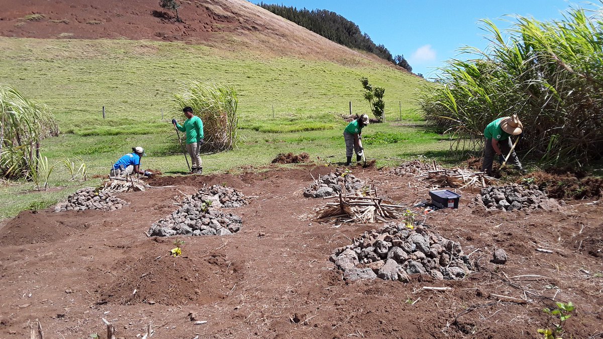 WCLSirabis's tweet image. Always appreciate a helping hand. Assistance from Kupu Hawaii putting valuable effort into maintaining my student research project. Mahalo. #MScstudies #Kohala #Indigenouspractices #Sweetpotato