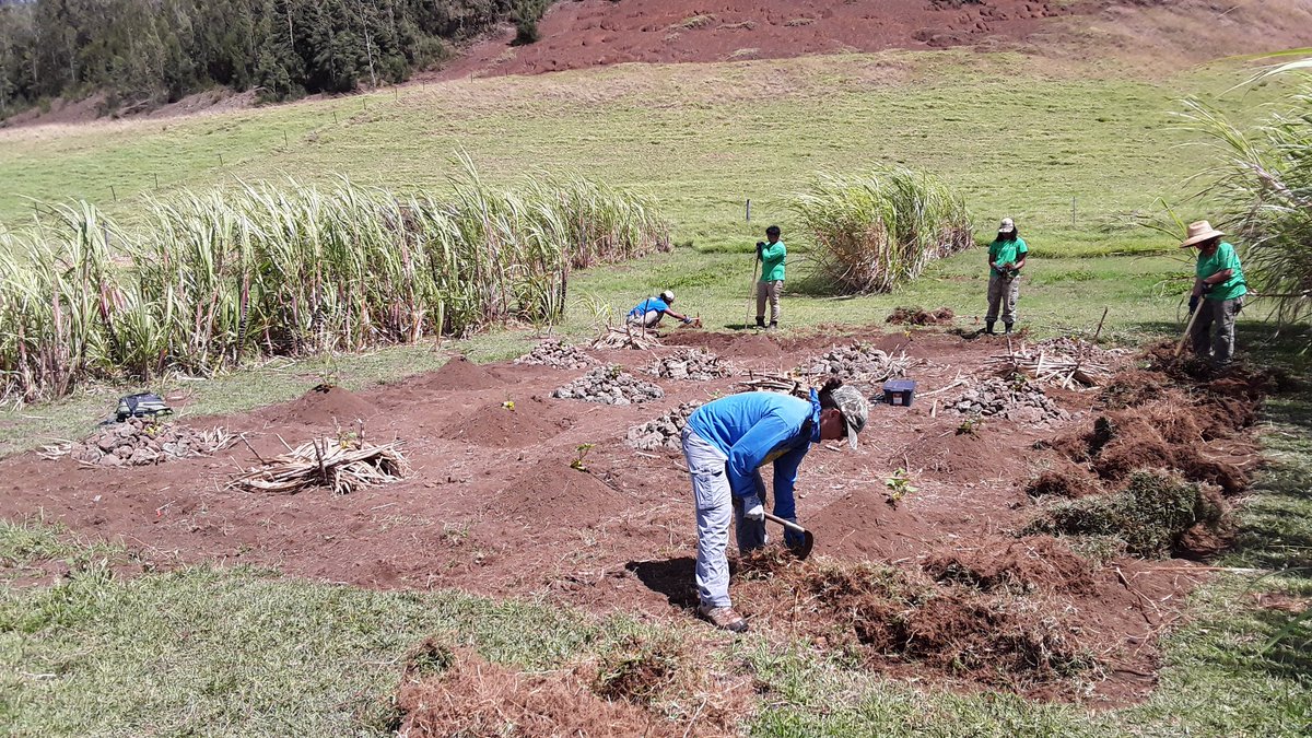 WCLSirabis's tweet image. Always appreciate a helping hand. Assistance from Kupu Hawaii putting valuable effort into maintaining my student research project. Mahalo. #MScstudies #Kohala #Indigenouspractices #Sweetpotato