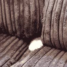 WARNING:  SUPER GRAPHIC IMAGE.  DON'T LOOK.  JUST DON'T.  
Horrific accident on the fifth leg of the #TourDeCouch today.  Puff is (obviously) out of the competition.  #LeTour #Tour2019 #CushionHazard #BlankieLetHimDown