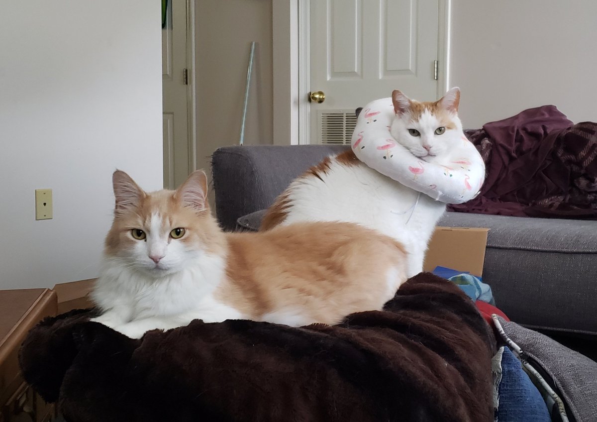 KSW_ProfDev's tweet image. In other news, my cats are practicing for their book cover in some sort of regency-ish novel.