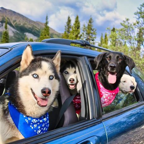 SubaruCanada's tweet photo. Blu and crew are back! And they’re sporting their new Subaru Gear bandanas. Where will they head next? #SubieDogs https://t.co/k3IMEIQ0pq