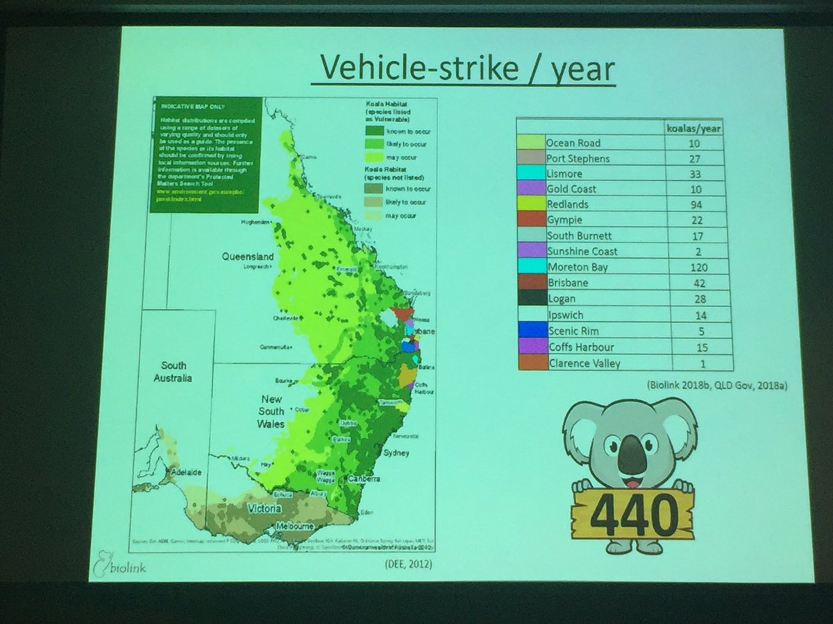 eco_davey's tweet photo. How does your local area rate in race no one wants to win - Koala roadkill rates!! 440 a year reported! With Morton Bay scoring an astounding 120 koalas 🐨🐨🐨🐨 🚗.
#AMSCon2019 @AusMammals @Sydney_Science #wildoz #scicomm #KoalaSymposium #koala https://t.co/yVlPW3Zqk3