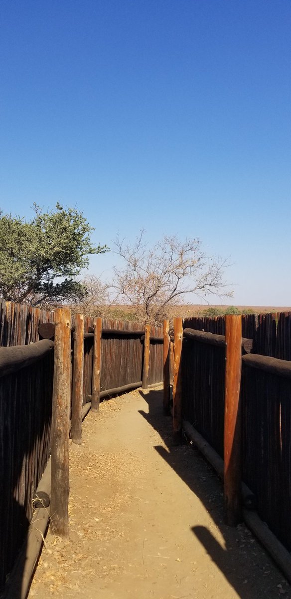 One day before the 'Limpopo Championships'! Today, we continued our safari at Kruger NP. We visited Mopani, Makhuva, and Letaba. Can you guess how many types of animals we saw? You will have to check on the website soon. Very excited to see our teams once again. <a href="/FIRSTweets/">FIRST</a> #SA