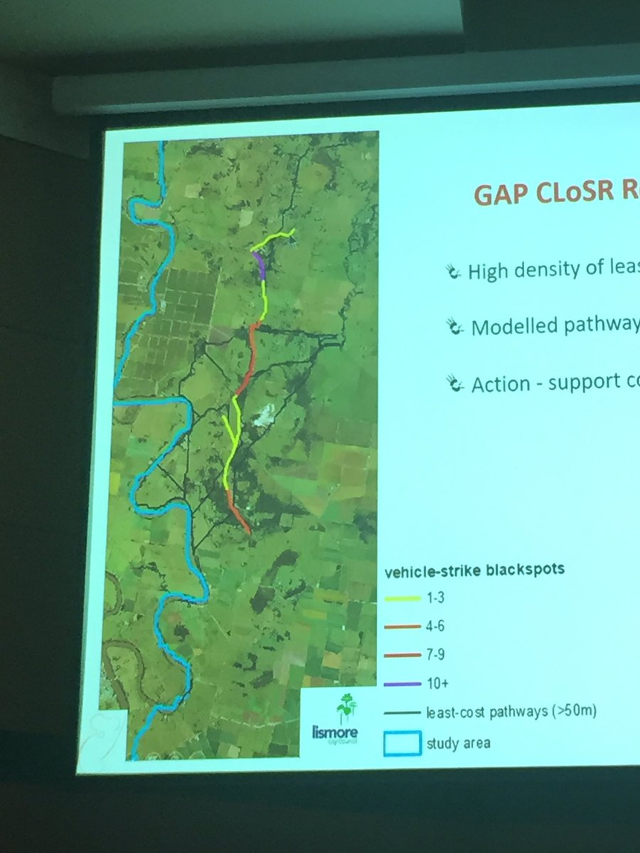 eco_davey's tweet photo. Why do we have high roadkill rates on particular stretches of road?? Amanda found pathways of least-cost for koala dispersal all converge at these road crossing points! 🐨🚗 Roads are just in the way!
#AMSCon2019 @AusMammals @Sydney_Science #wildoz #scicomm #KoalaSymposium #koala https://t.co/9dGHkCH8dF
