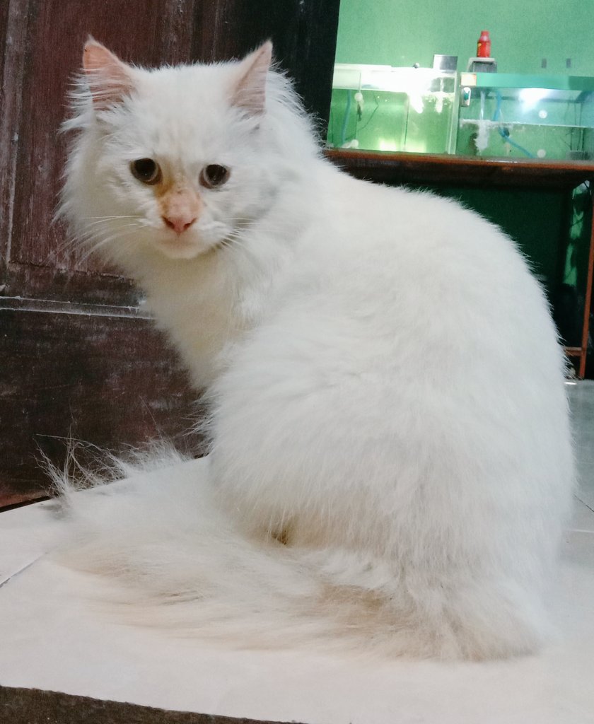 AgusPyur's tweet image. Rupamu, Cing... Cing...