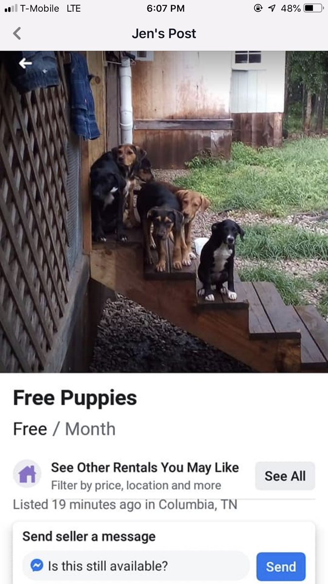 jermytina's tweet photo. #columbiatennessee #evil #savethesepuppies #tennessee #puppylivesmatter https://t.co/fMphjJYYxV