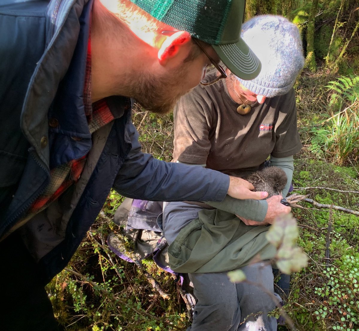 ArtsyFartsyTim's tweet photo. We got to pet a live, wild kiwi, and it was a glorious moment I’ll never forget #NewZealand #kiwibird #bucketlist #adorablecreature https://t.co/ZAWS8GJ2Ee