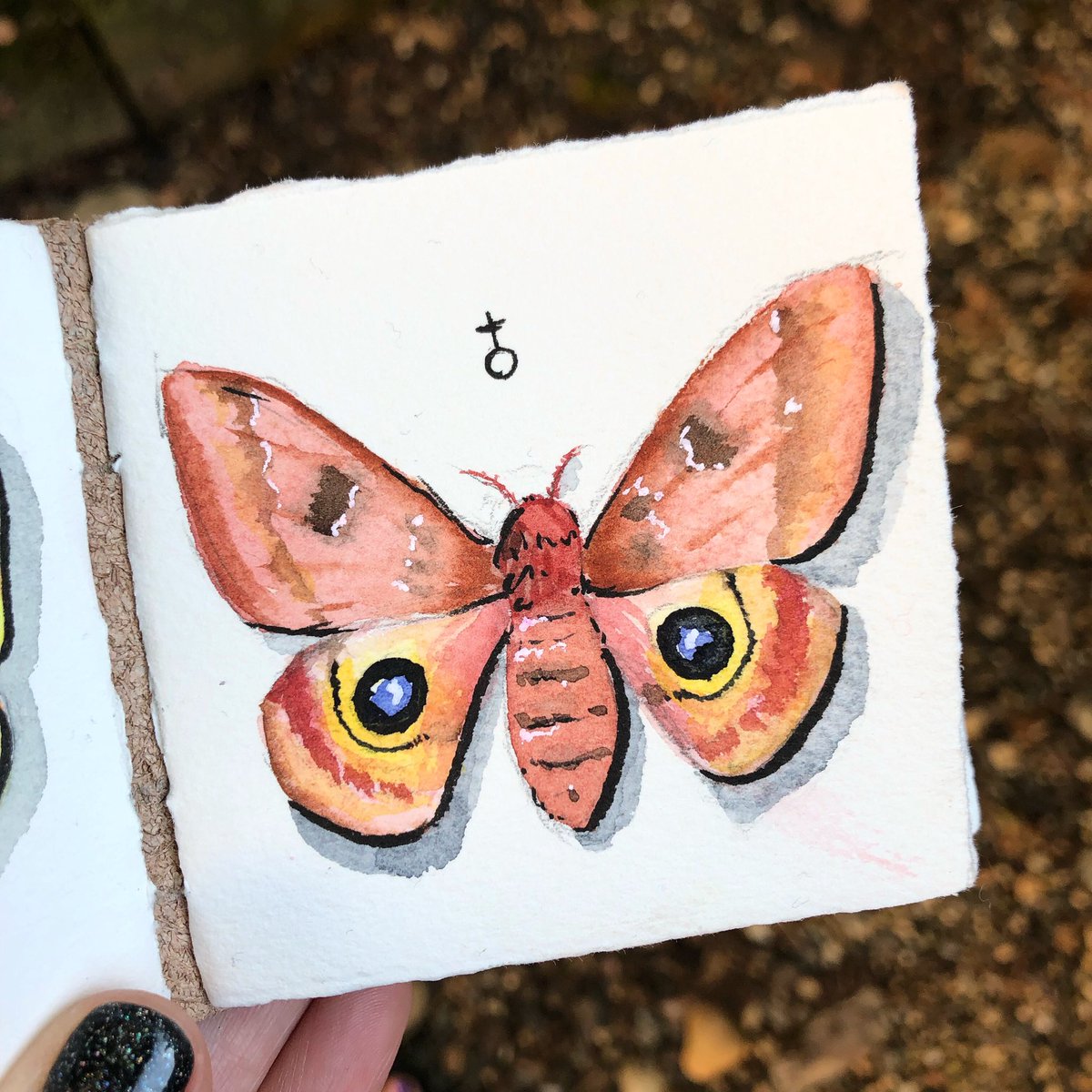 MarciaFurman's tweet image. Female IO moth. 💗🤩💗 Watch me paint this in realtime! Watercolor sketch and Patreon chat video is up. 
---&amp;gt; youtu.be/VefdROxm-8o