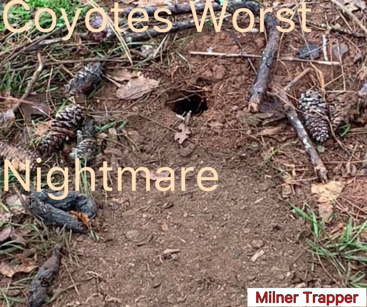 MilnerMerchant's tweet photo. #CoyoteTrapping #MilnerTrapper https://t.co/9nX6PFljcf