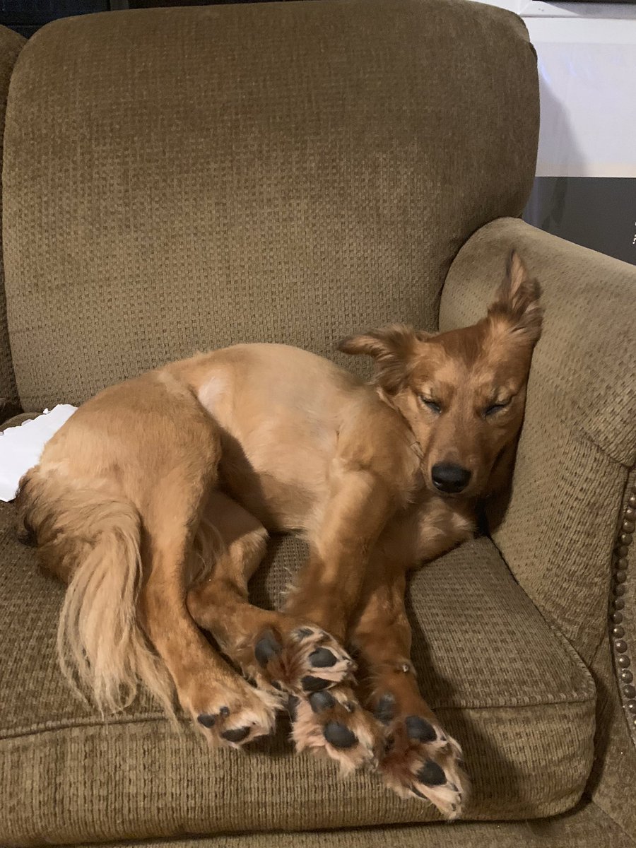 heathennhoney's tweet photo. MOREHEAD!! my Bambi girl has ran off and we cannot find her anywhere. We live behind Glover’s Glass off 519. She could literally be anywhere. My number is on her collar, but please call me 6062269087 or royce 6064774533 if you see her!!! please rt!!!! https://t.co/Tkjx1X29bd