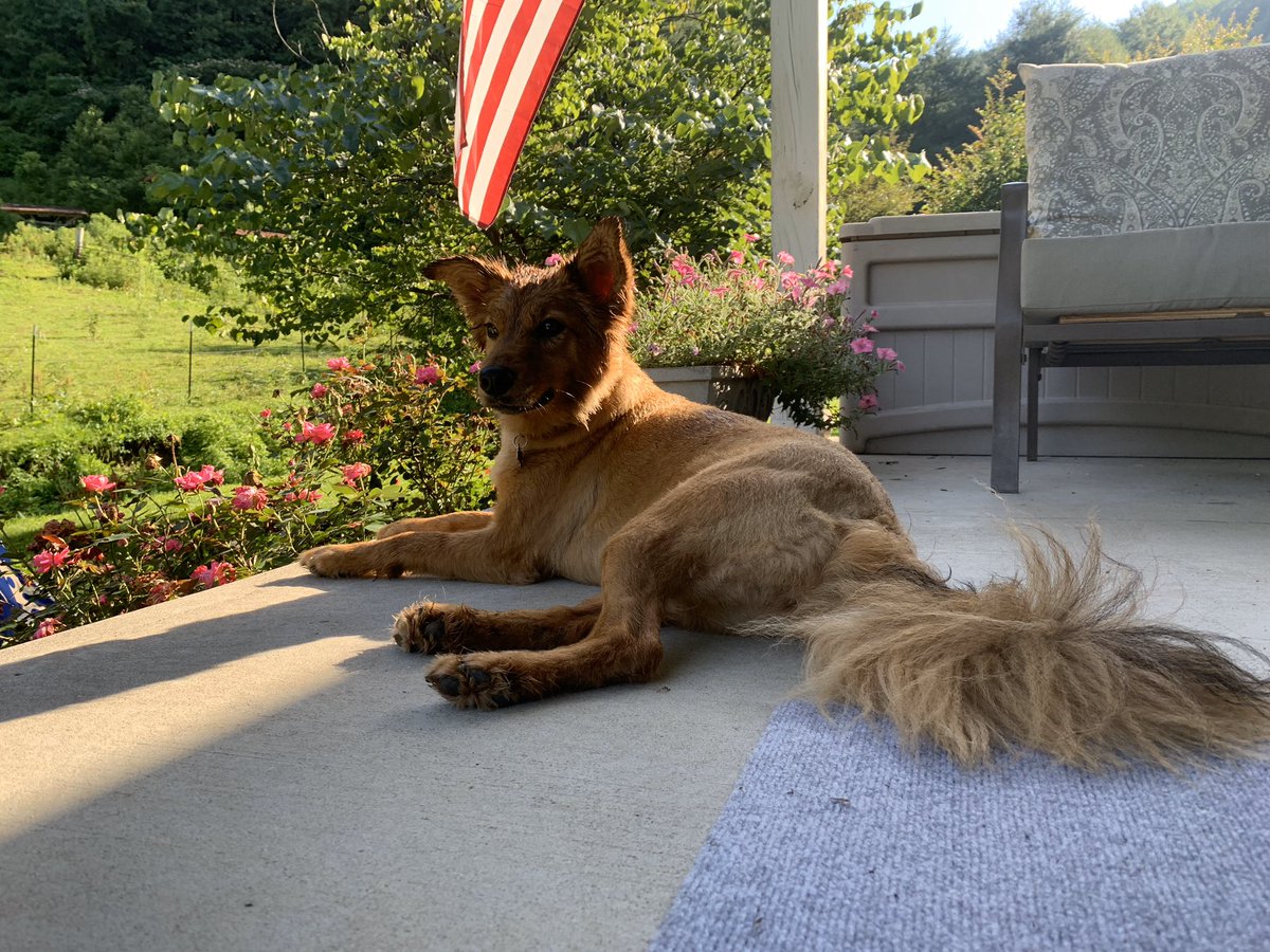 heathennhoney's tweet photo. MOREHEAD!! my Bambi girl has ran off and we cannot find her anywhere. We live behind Glover’s Glass off 519. She could literally be anywhere. My number is on her collar, but please call me 6062269087 or royce 6064774533 if you see her!!! please rt!!!! https://t.co/Tkjx1X29bd