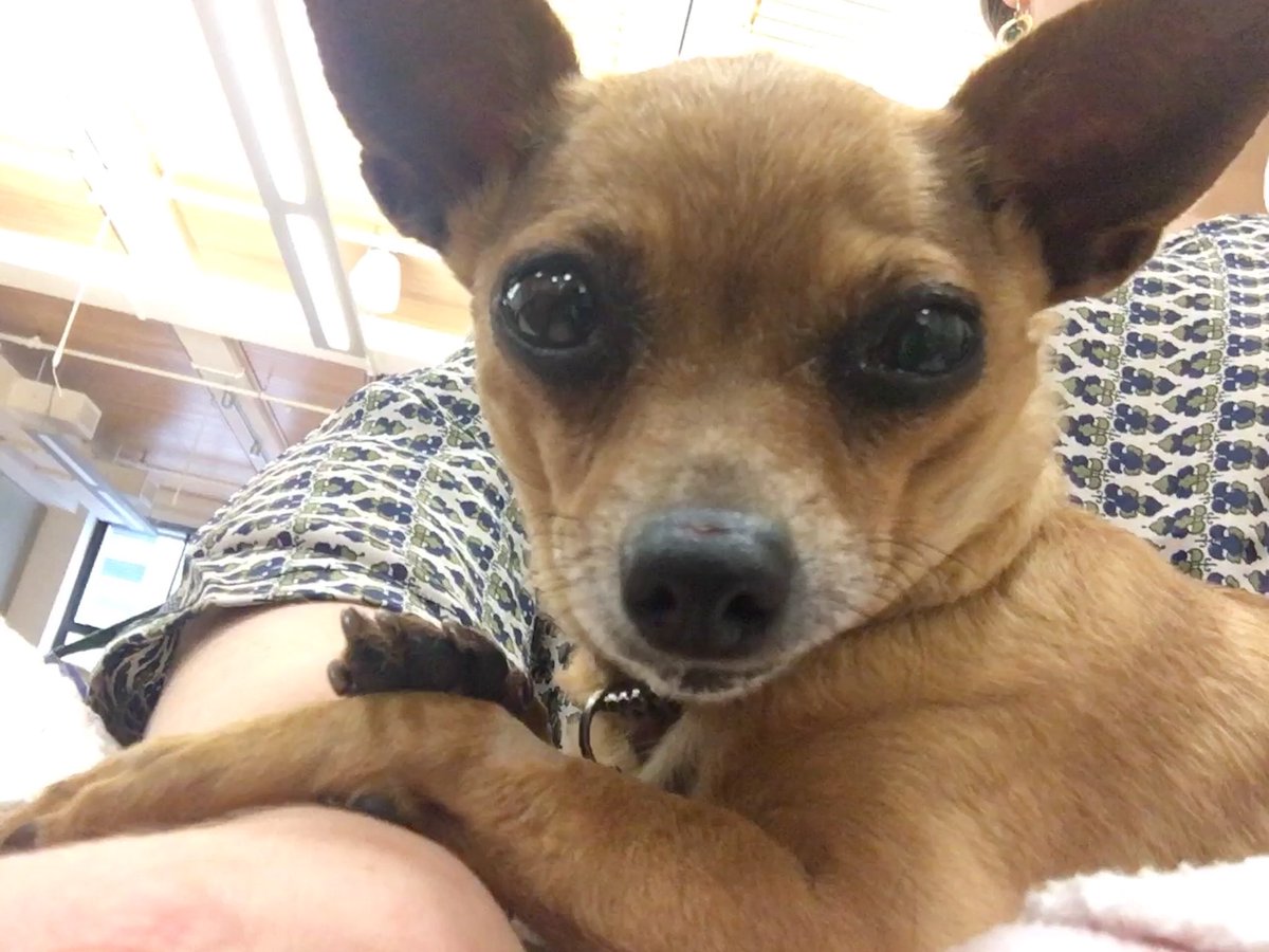 VanessaAronson's tweet photo. Less than 24 hours out of the hospital, Gilda Jane was back in the office for #strategy and #planning meetings. #cantstopwontstop #aspcalife https://t.co/ffl02MxBmy