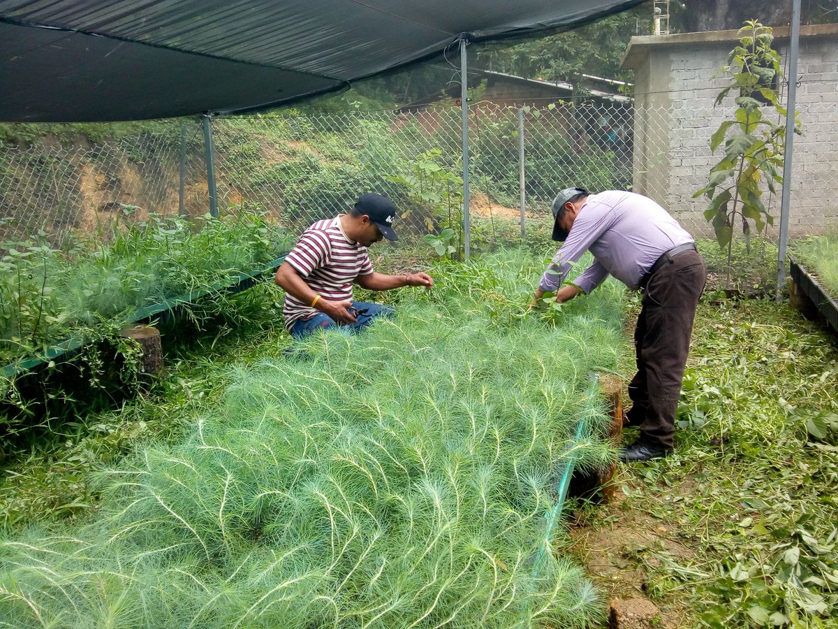 fgh_andres's tweet photo. Personal del H. Ayuntamiento de Putla apoya en Desmalezado de vivero forestal #Sesteadero https://t.co/nzjuXPrLft