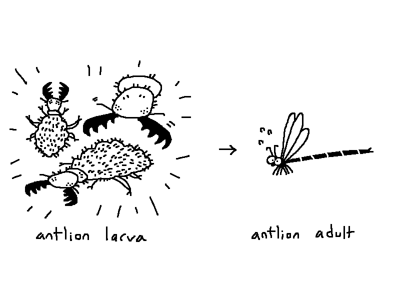 Mossworm1's tweet photo. Antlion larvae are well-known predators that inspire countless movie / video game monsters but then their adult form is just a damselfly with anxiety
#entom
#mossworm https://t.co/BSI9OUTHnd