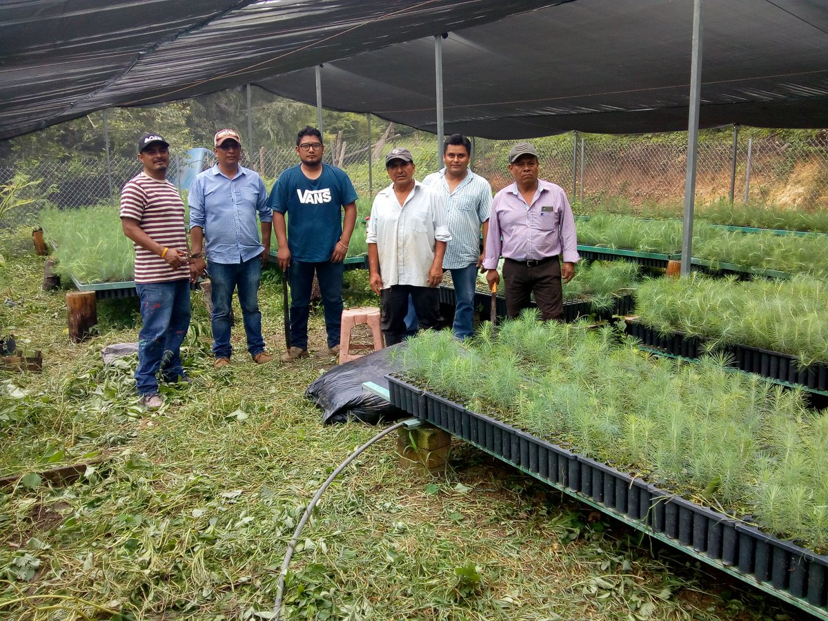 fgh_andres's tweet photo. Personal del H. Ayuntamiento de Putla apoya en Desmalezado de vivero forestal #Sesteadero https://t.co/nzjuXPrLft