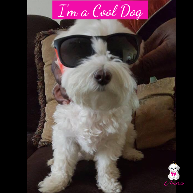 AmiraDog's tweet photo. #cooldog #divadog #amira https://t.co/S9HnKwgbEn
