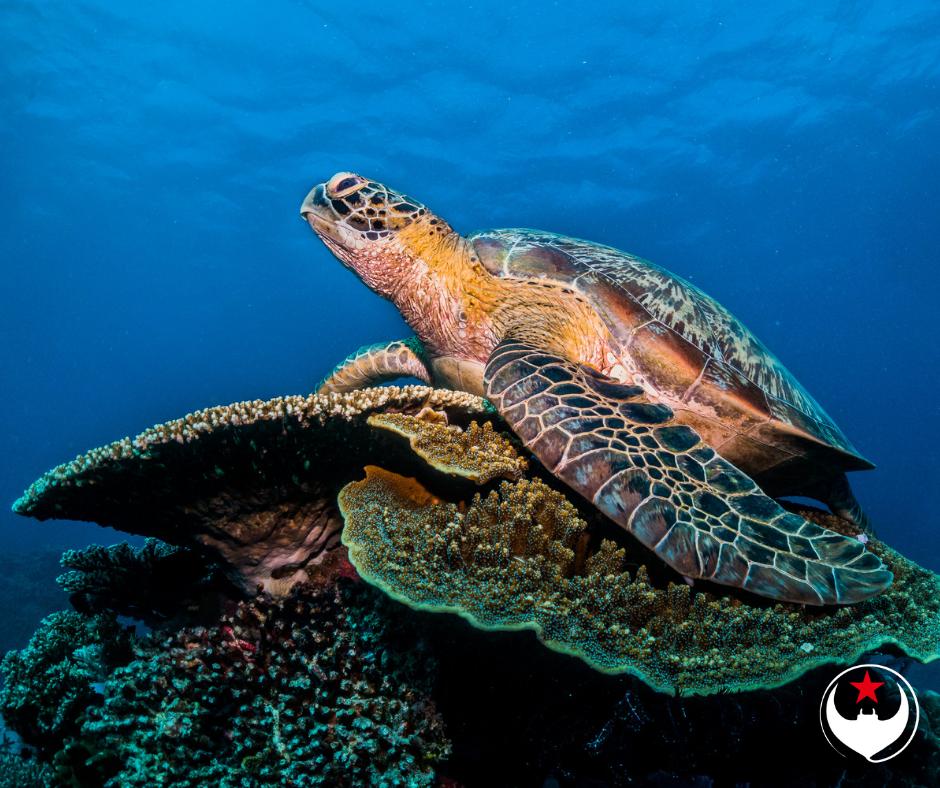 ScubaReps's tweet image. Sea turtles can detect the Earth's magnetic field and use it as a compass. It would have been useful in our navigation course if we'd had this skill from birth as well.