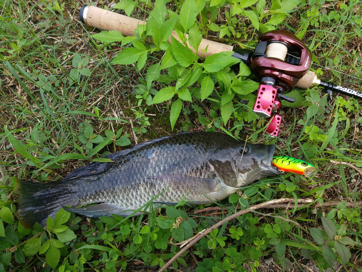 Hashtag スキッターポップ No Twitter