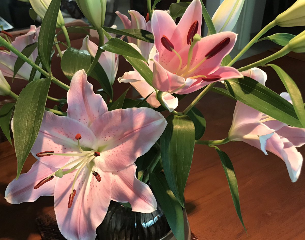 Ansie van der Walt tweet media