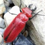 危険生物「赤いクワガタ」要注意/触ると水ぶくれなどの症状を引き起こす!!