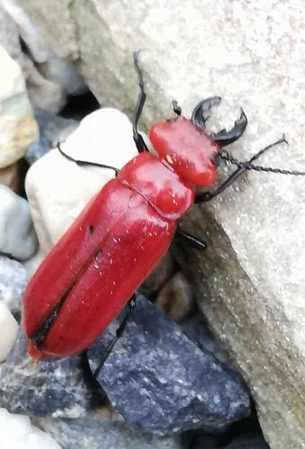 危険生物「赤いクワガタ」要注意/触ると水ぶくれなどの症状を引き起こす!!!