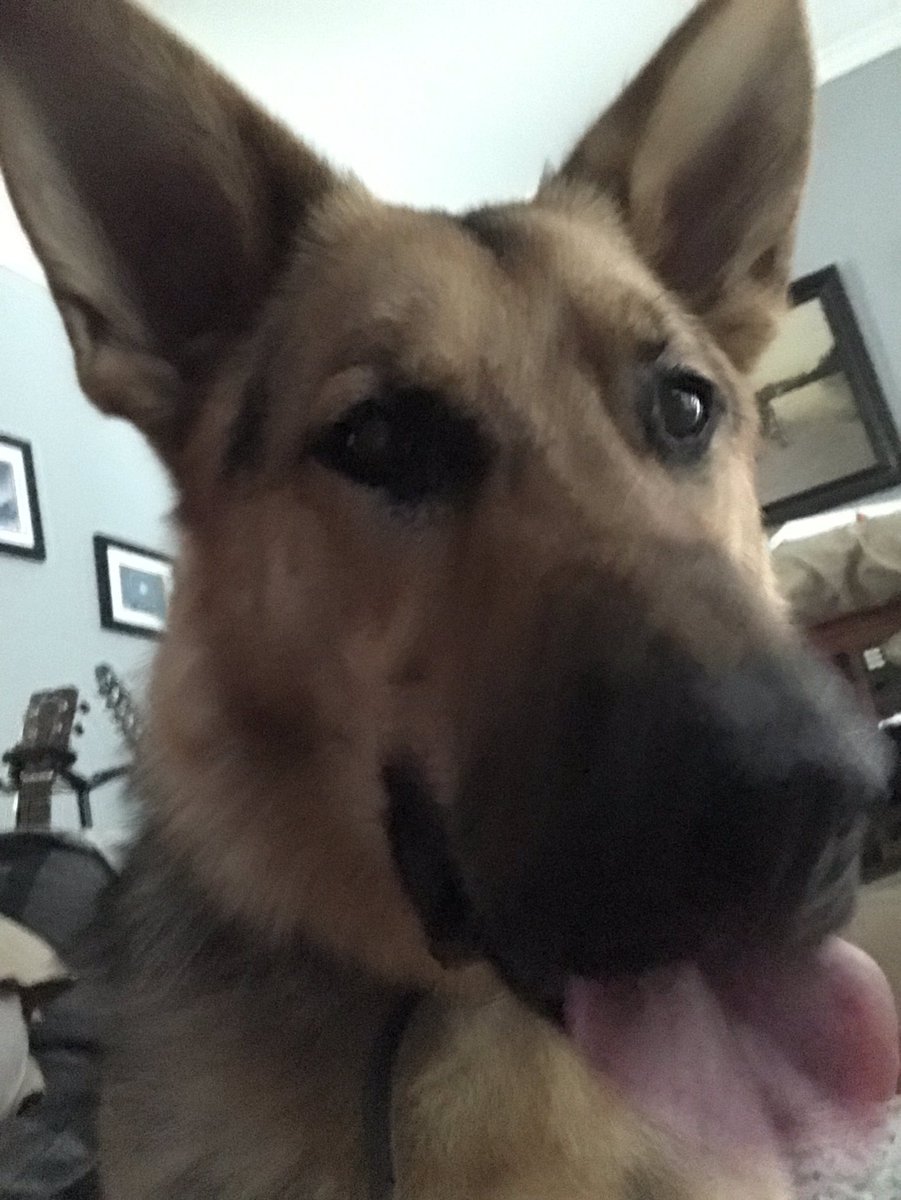 shawwave's tweet photo. My new fur baby. He is a happy silly boy. #GermanShepherd https://t.co/0rDtyfOAU6