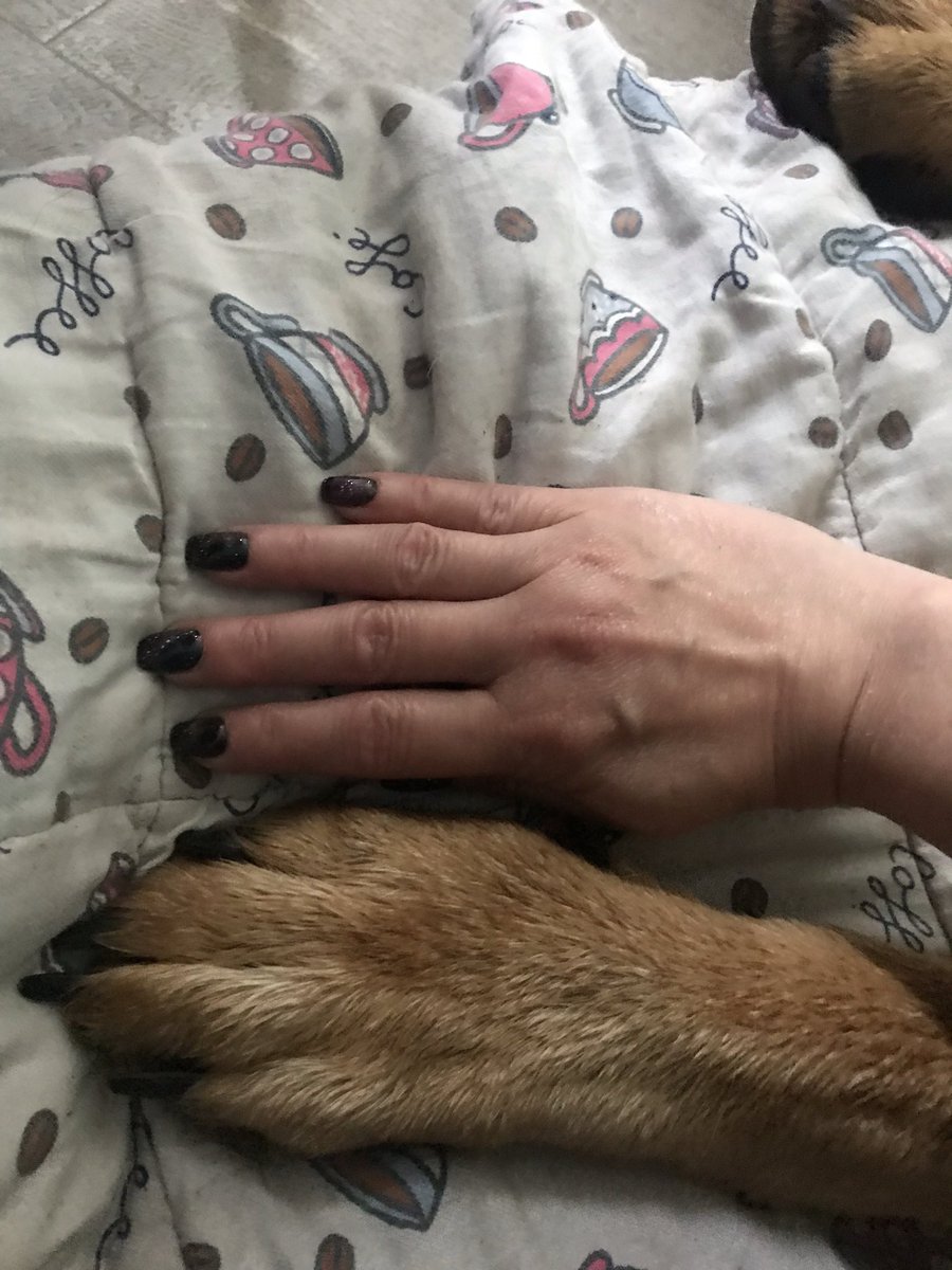 shawwave's tweet photo. My new fur baby. He is a happy silly boy. #GermanShepherd https://t.co/0rDtyfOAU6