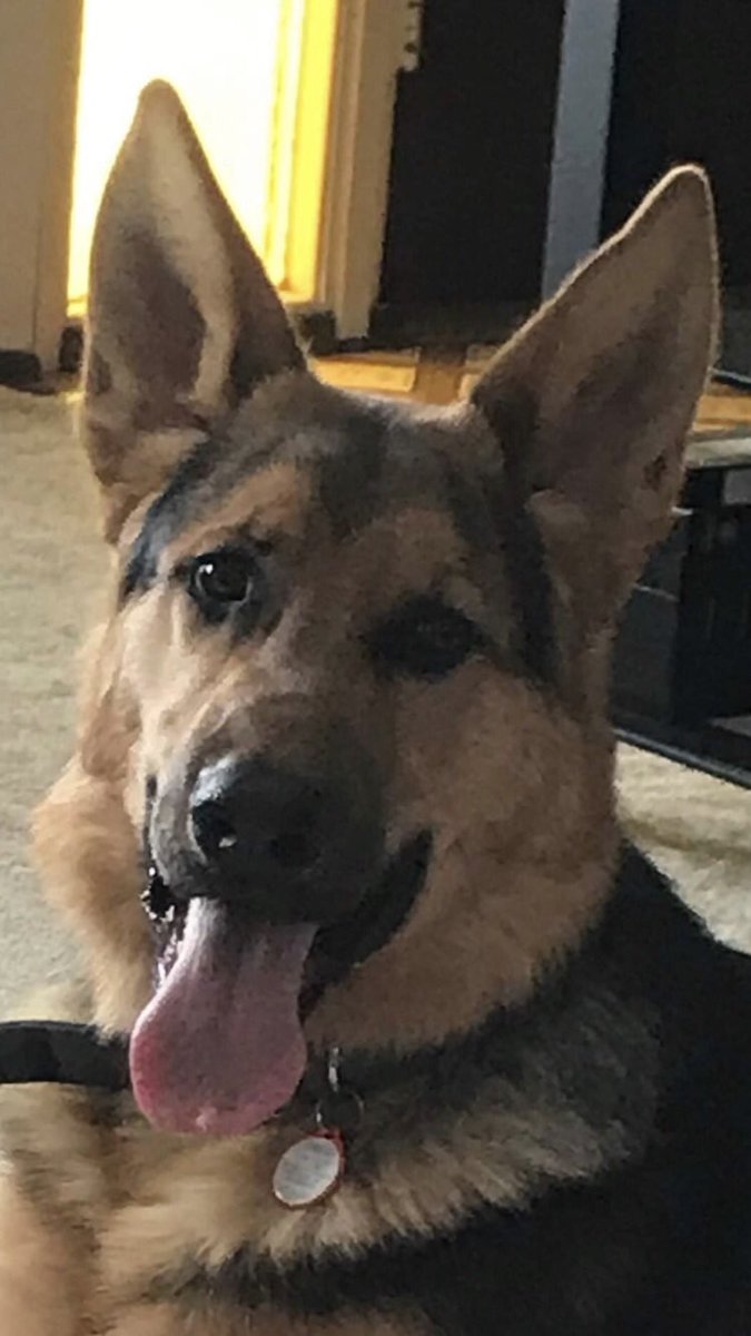 shawwave's tweet photo. My new fur baby. He is a happy silly boy. #GermanShepherd https://t.co/0rDtyfOAU6